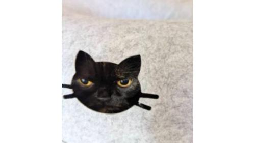 猫ハウスに入っている猫