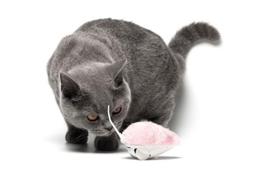 ネズミのラジコンを至近距離で見つめる猫