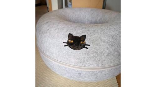 猫ハウスに入っている猫