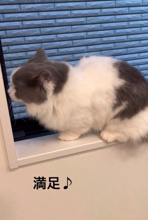 窓辺に登った猫