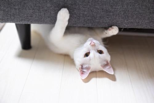 ソファの下から顔を出す猫