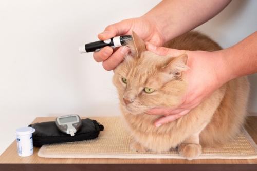 猫の血糖値を測定中
