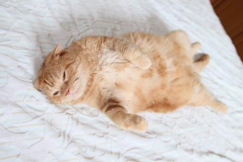お腹を出してリラックスする猫