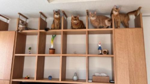 棚に入っている猫