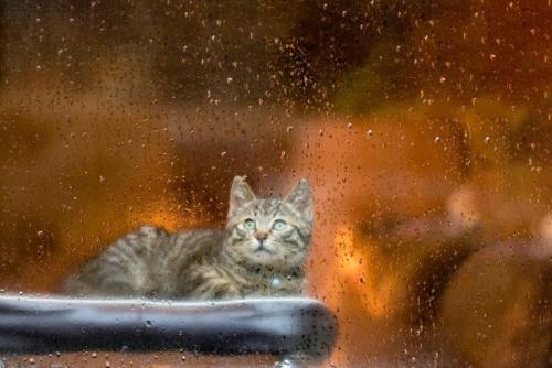雨に濡れた窓ガラスの向こうから外を見る猫