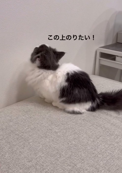 「この上に登りたい」