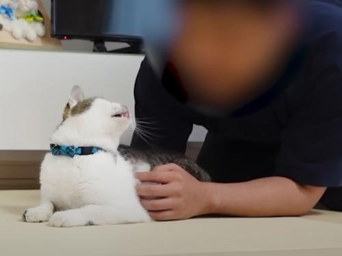 人間と猫