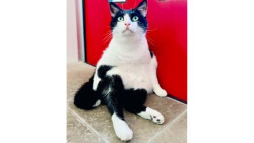 室内にいる猫