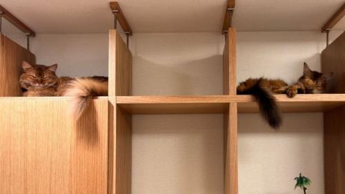 棚に入っている猫
