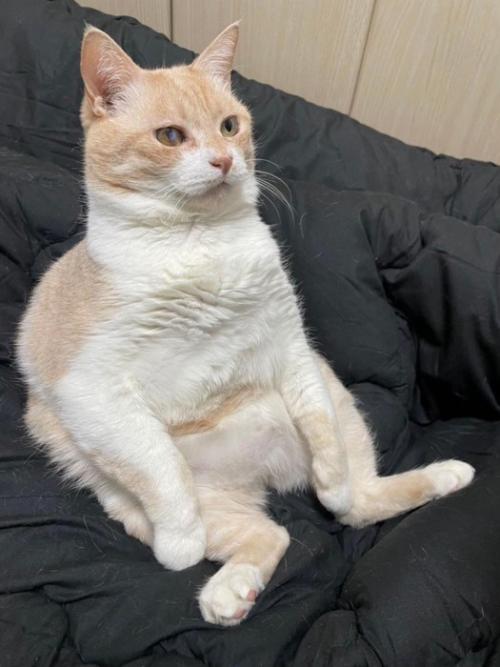 人間みたいに座る猫