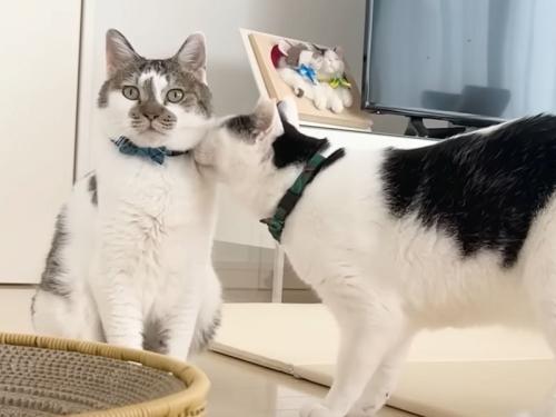 2匹の猫