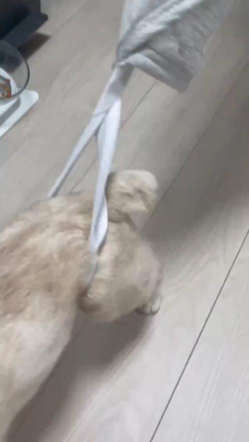 後ろ足がゴムから抜けない猫