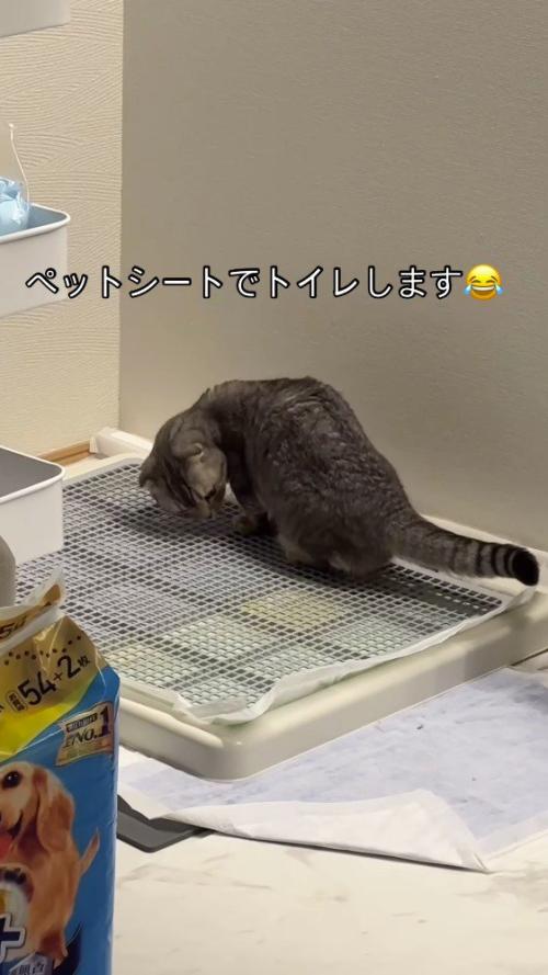 トイレカバーを見つめる猫