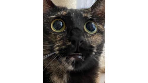 室内にいるサビ猫