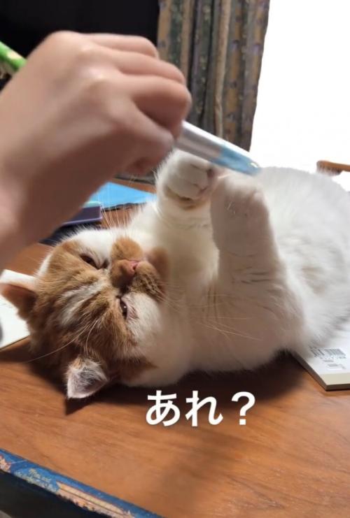 目が閉じていく猫