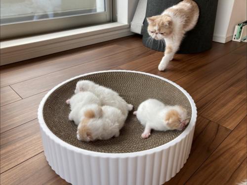 穴から出て子猫の方に歩く猫