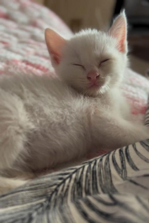 眠そうな子猫