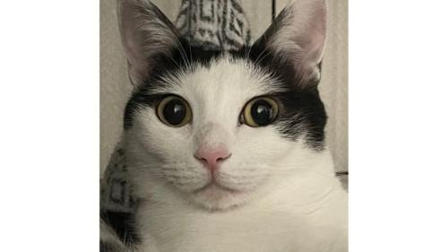 室内にいる猫