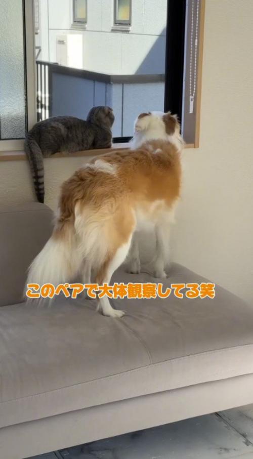 並んで窓の外を観察する猫と犬