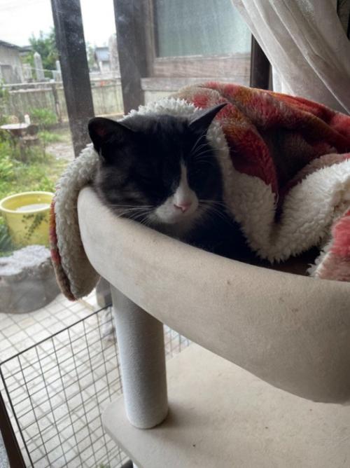 眠るハチワレ