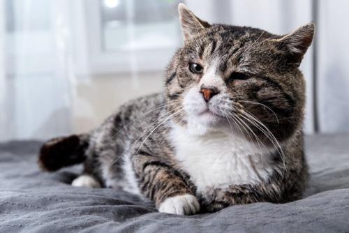 寝そべるシニアの猫