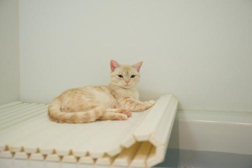 浴槽の蓋の上の猫