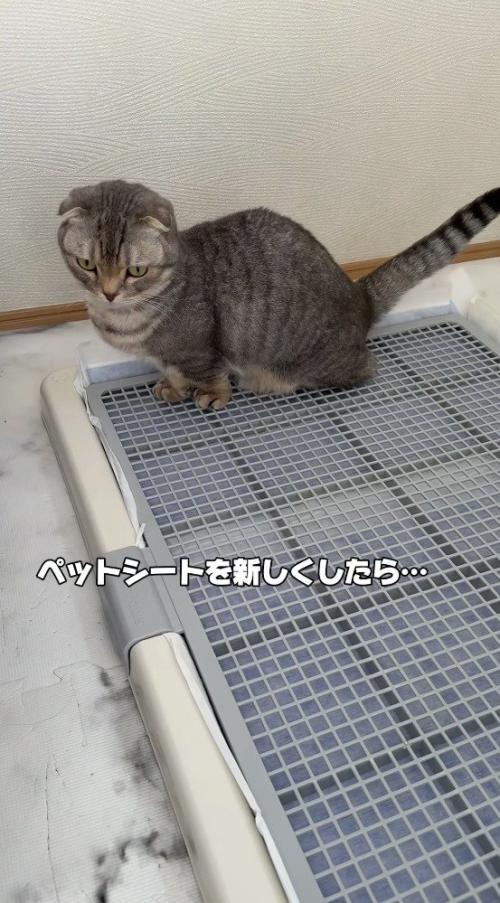 トイレカバーの上に乗る猫