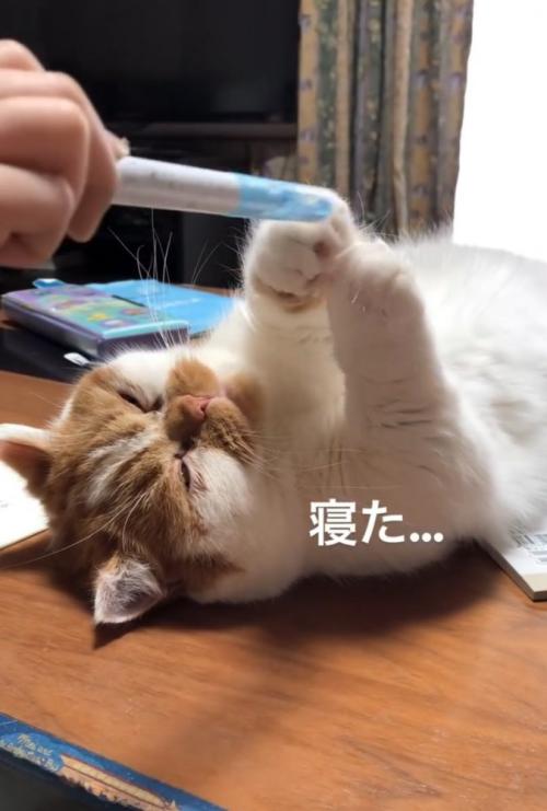 寝落ちする猫