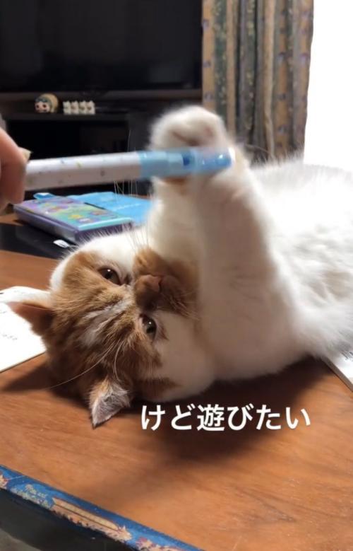 遊ぶ猫