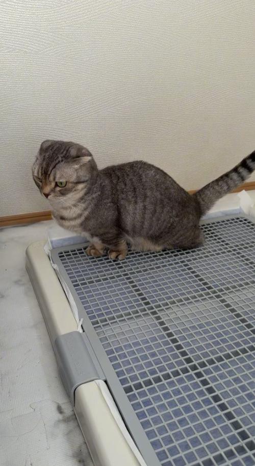 ペットシーツで用を足す猫