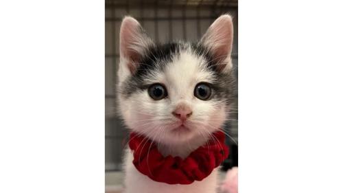 ケージの中の子猫