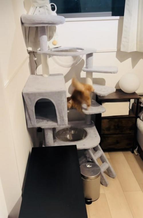 キャットタワーで足を踏み外しそうになるミヌエット