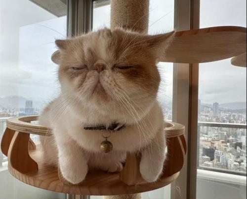 目を瞑って正面を向く猫
