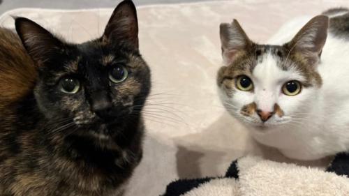 室内にいる2匹の猫