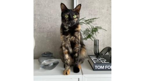 室内にいるサビ猫