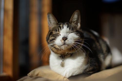 まどろむ猫