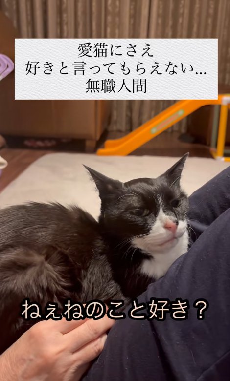 人の上に乗っている猫と「ねぇねのこと～」の字幕