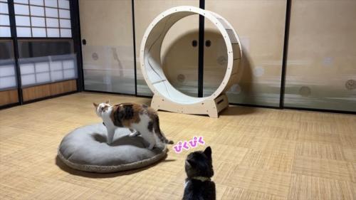 ぴくぴく