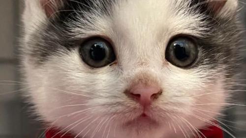 ケージの中の子猫