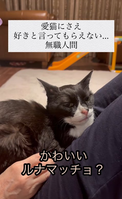話しかけると毎回お返事してくれるネコ→『好き？』と聞いたら
