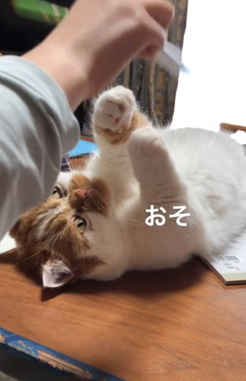 動きが遅い猫