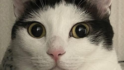 室内にいる猫