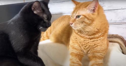 座る猫