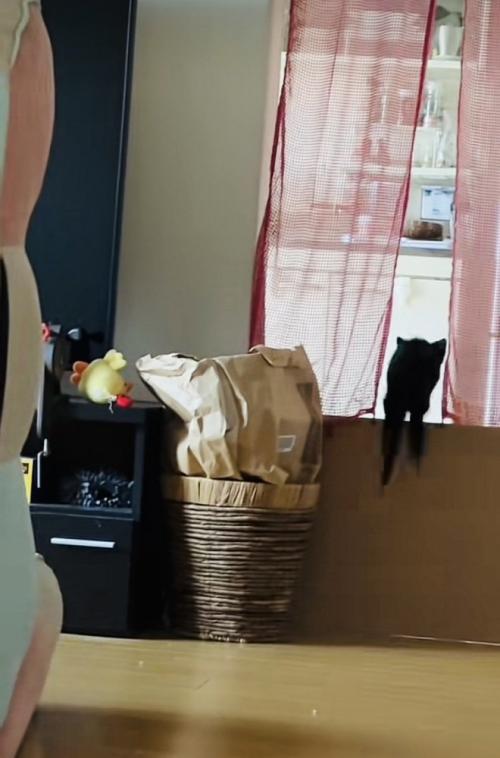 ぬいぐるみを探す子猫