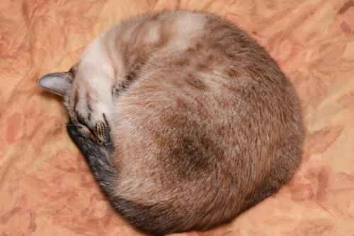 丸くなって寝る猫