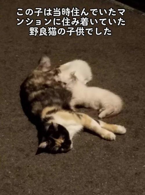 母猫と子猫たち