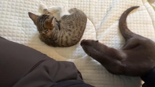 近づくさくらちゃん