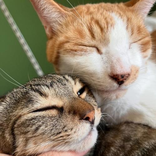 顔を寄せ合う2匹の猫