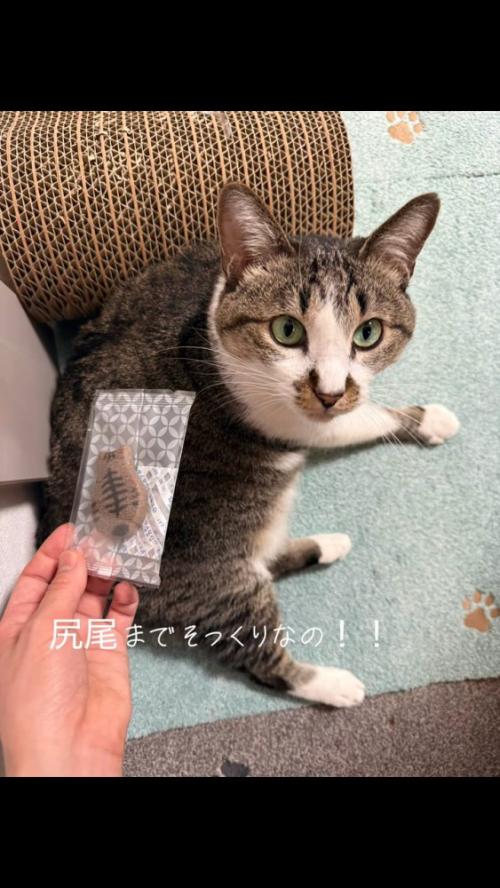 クッキーと猫