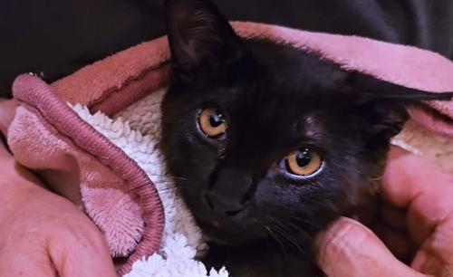 抱っこしてもらっている子猫